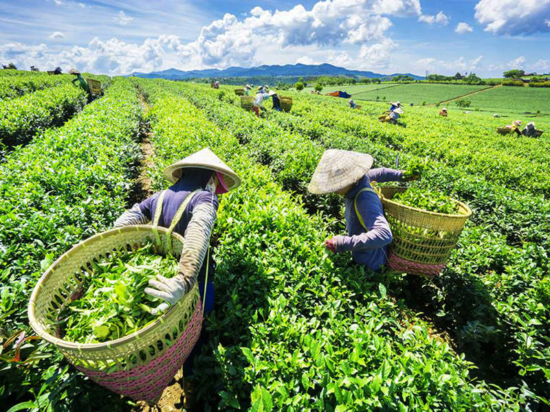 Chè trung du